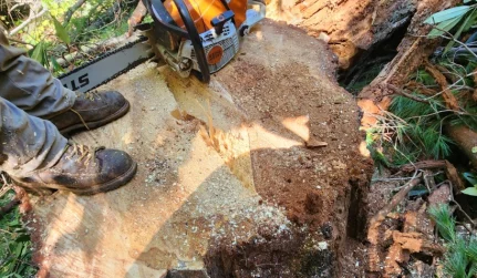 Stump Removal Services