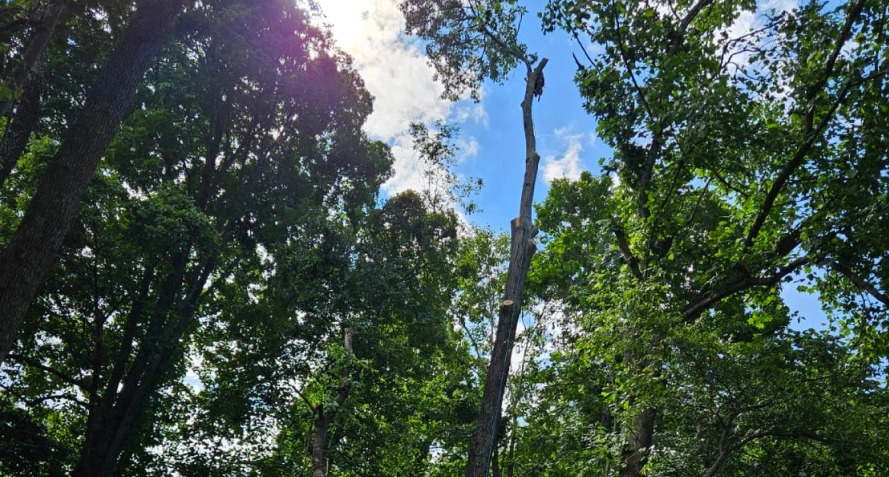 Tree Trimming and Tree Pruning Services Tree Trimming and Tree Pruning Services